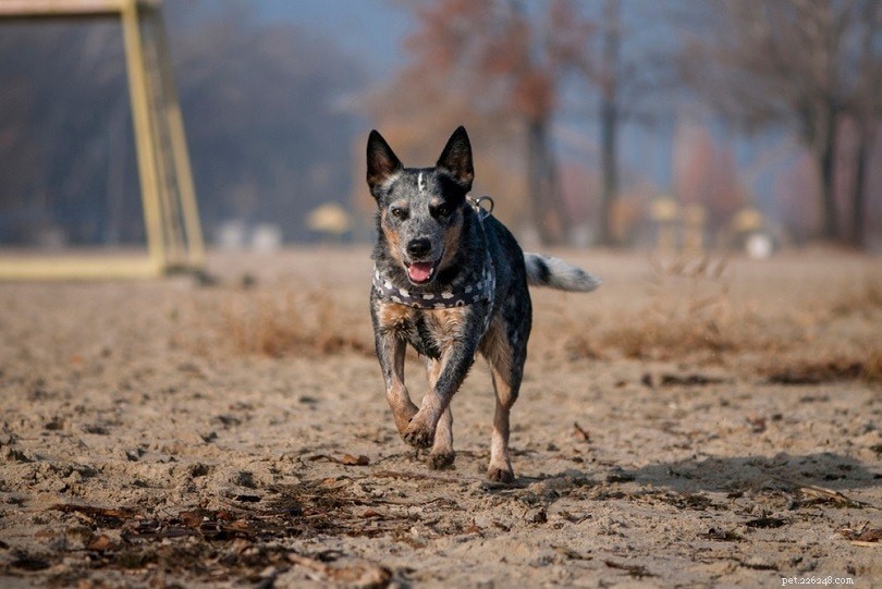 5 причин, почему собаки убегают (и как их остановить)