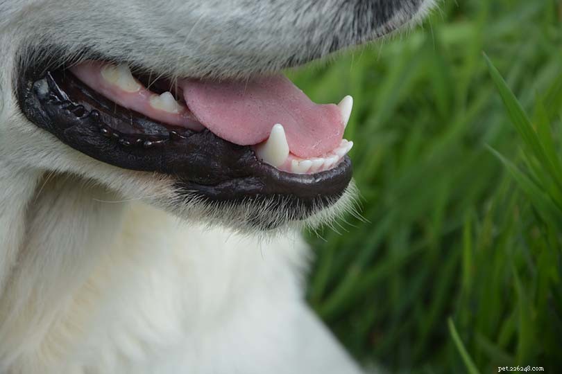 Varför luktar min hunds andetag? 6 orsaker och hur man åtgärdar det!