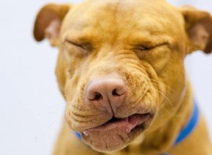 Proč psi kýchají, když si hrají? 8 důvodů pro toto chování