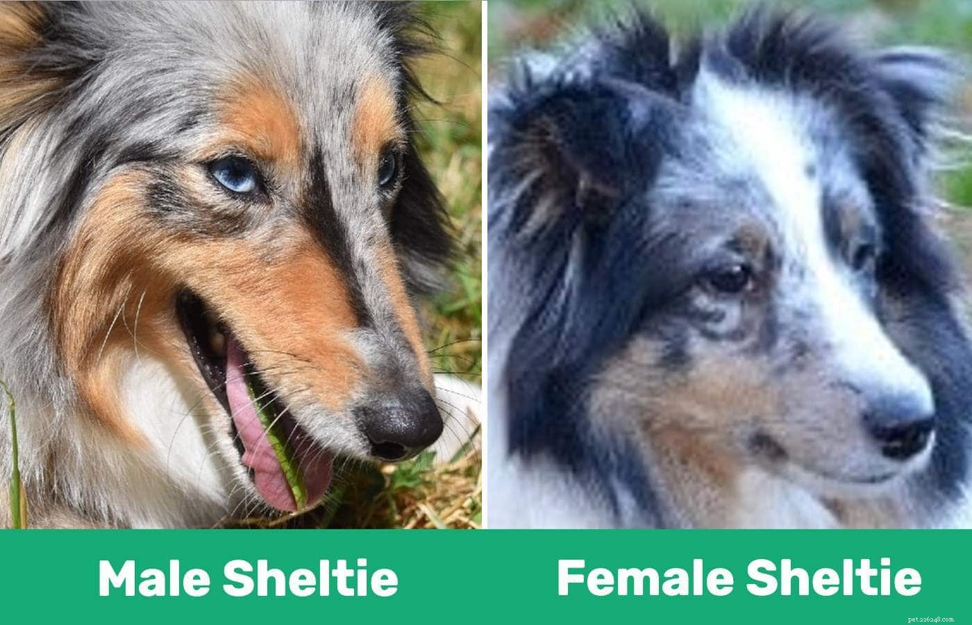 Man versus vrouwelijke Shetland-herdershonden (Shelties):wat zijn de verschillen?