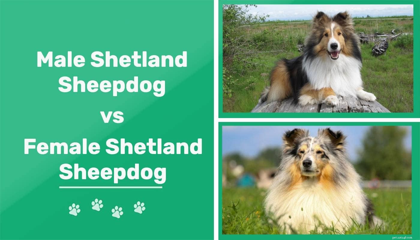 Cães pastores de Shetland machos vs. fêmeas (Shelties):quais são as diferenças?