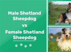 Cães pastores de Shetland machos vs. fêmeas (Shelties):quais são as diferenças?