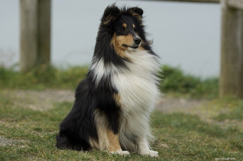Cani da pastore Shetland maschi e femmine (Shelties):quali sono le differenze?