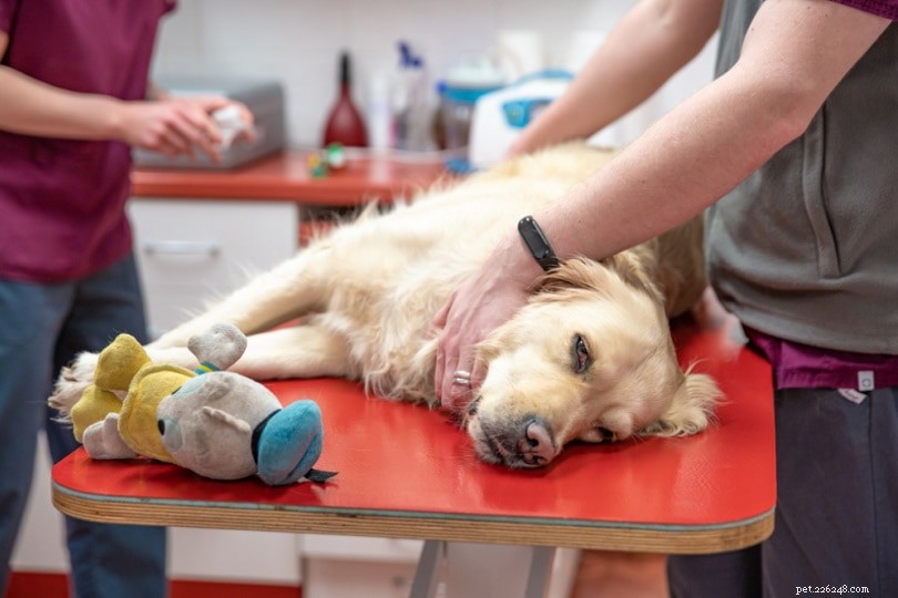 Hur mycket kostar det att sterilisera eller kastrera en hund? Prisguide 2022
