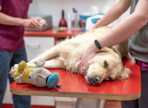 Quanto custa esterilizar ou castrar um cão? Guia de preços de 2022