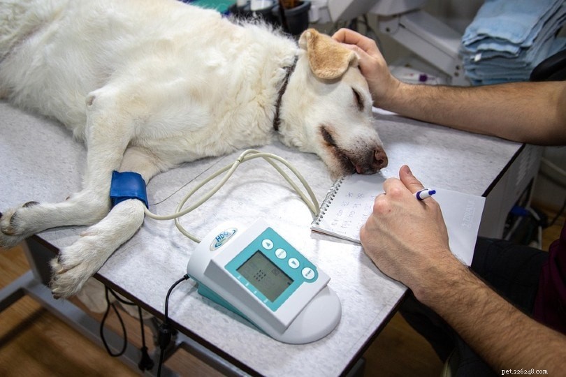 Hoeveel kost het om een ​​hond te steriliseren of castreren? Prijsgids 2022