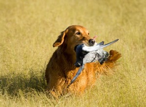 Os Golden Retrievers são bons cães de caça? Tudo o que você precisa saber!