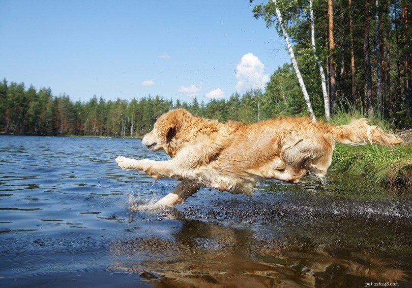 Os Golden Retrievers são bons cães de caça? Tudo o que você precisa saber!