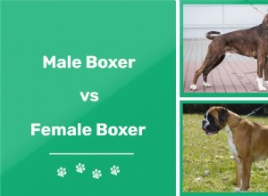 Cachorro boxer macho x fêmea:quais são as diferenças?