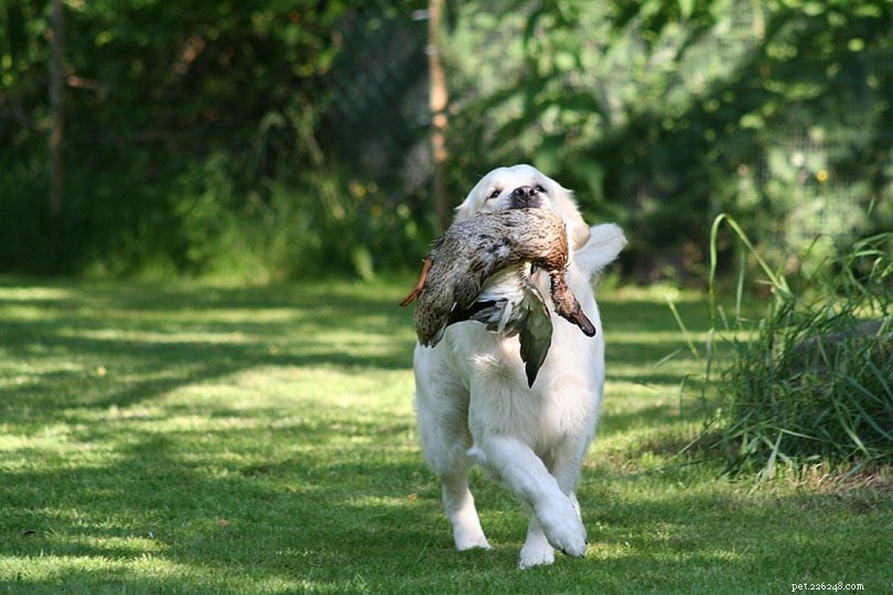 Zijn Golden Retrievers goede jachthonden? Alles wat u moet weten!