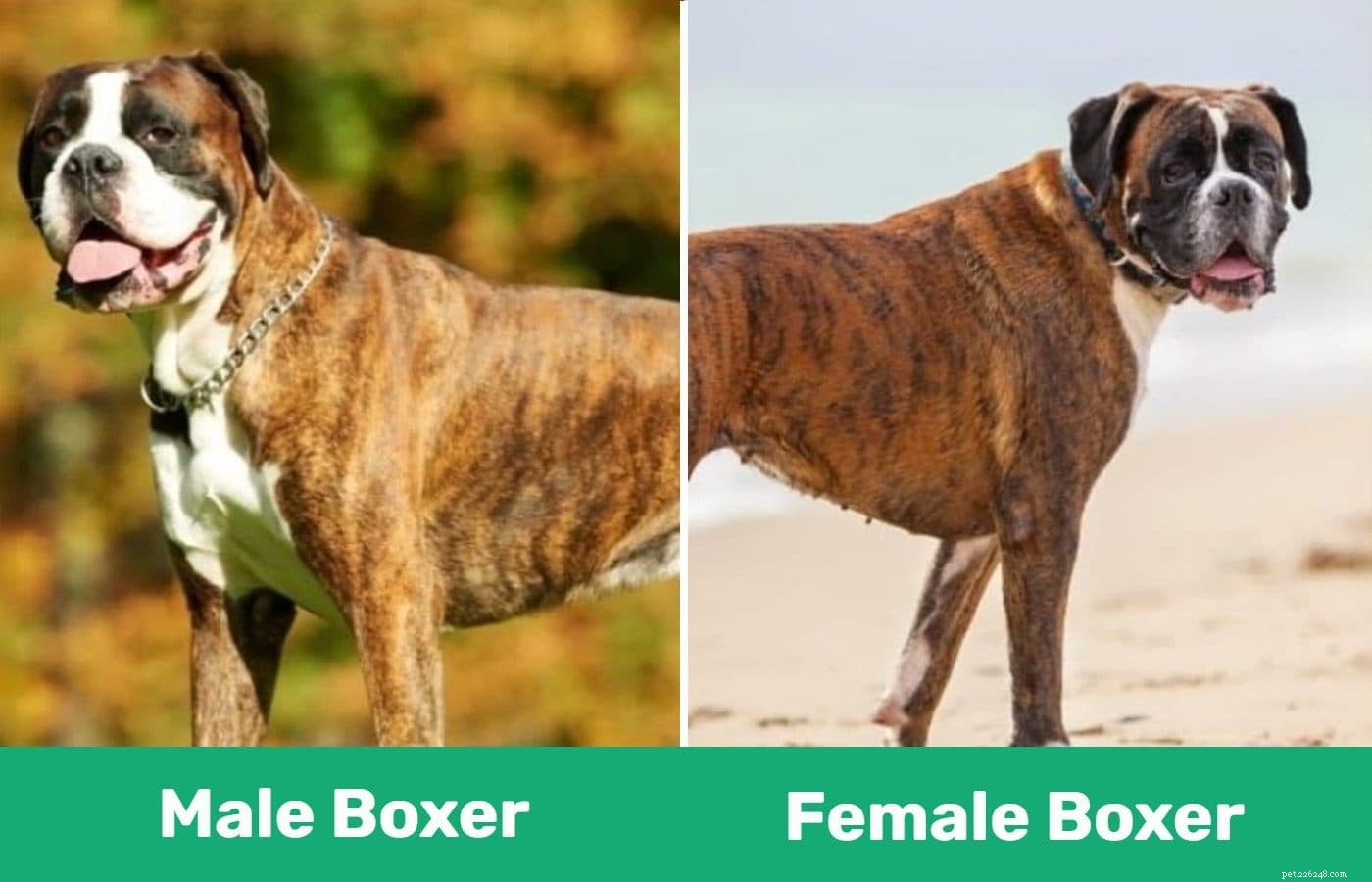 Man versus vrouwelijke bokserhond:wat zijn de verschillen?