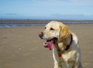 Os Golden Retrievers são bons cães de família? O que você precisa saber!