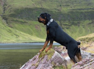 Os Rottweilers são bons cães de pastoreio e de fazenda?