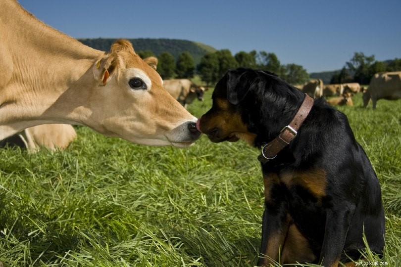 Os Rottweilers são bons cães de pastoreio e de fazenda?