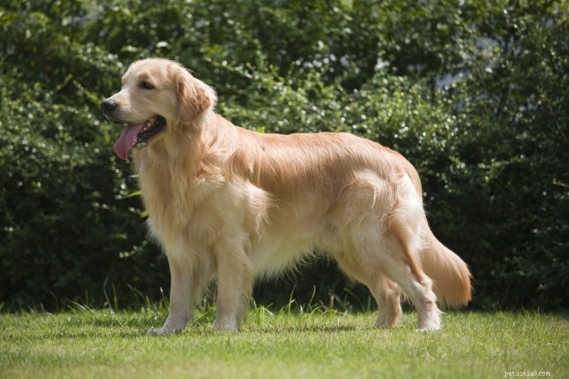 Les Golden Retrievers sont-ils de bons chiens de famille ? Ce que vous devez savoir !