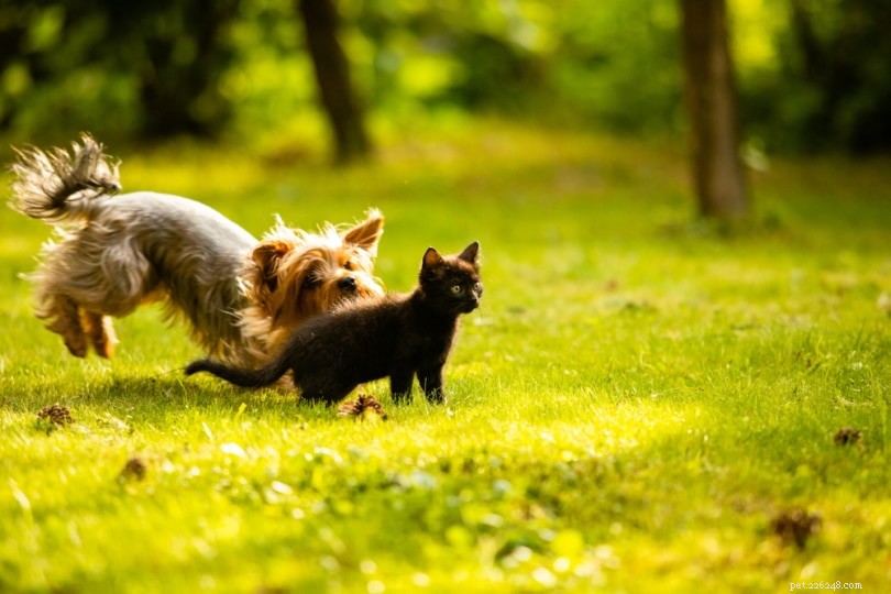 4 raisons pour lesquelles les chiens chassent les chats (et comment l arrêter)