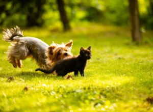 犬が猫を追いかける4つの理由（そしてそれを止める方法） 