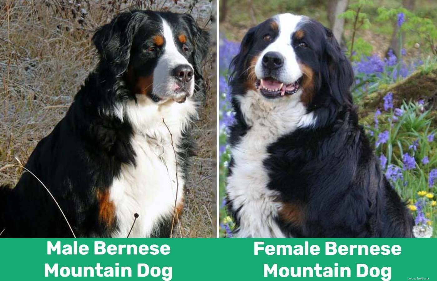 Han vs hona Berner Sennenhundar:Vilka är skillnaderna?