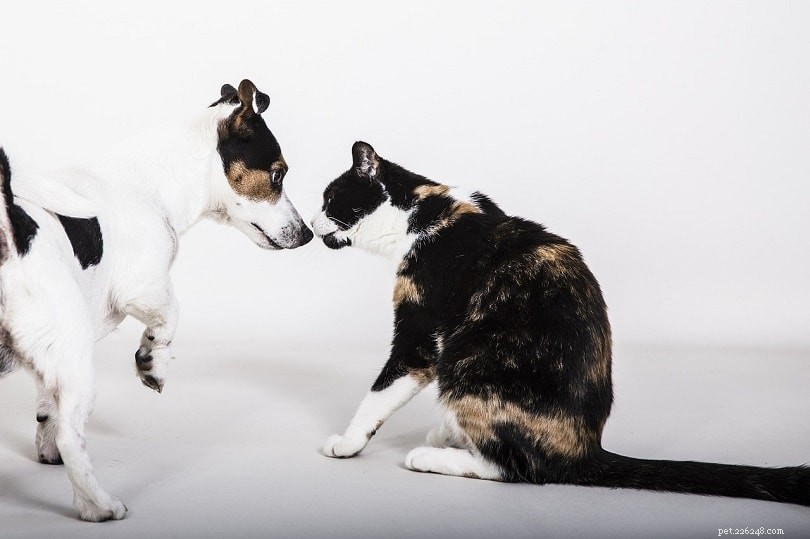 4 důvody, proč psi honí kočky (a jak tomu zabránit)