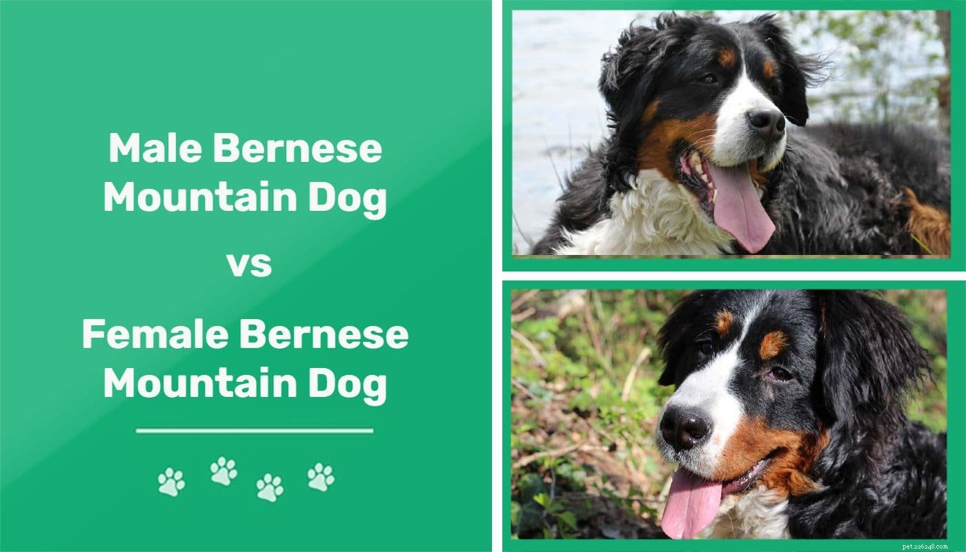 Mannelijke versus vrouwelijke Berner Sennenhonden:wat zijn de verschillen?