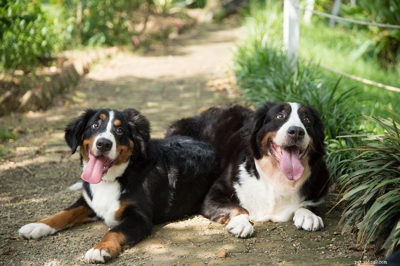 Bernese Mountain Dogs 수컷 대 암컷:차이점은 무엇입니까?