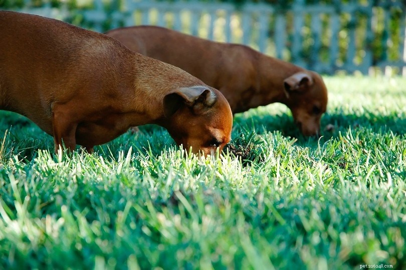10 důvodů, proč psi jedí trávu (odpověď veterináře)
