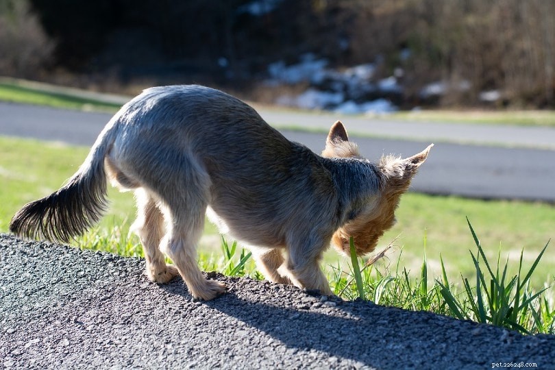10 redenen waarom honden gras eten (antwoord van dierenarts)