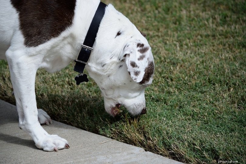 10 skäl till varför hundar äter gräs (Veterinärens svar)
