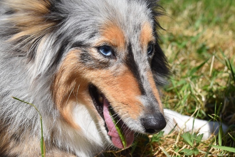犬が草を食べる10の理由（獣医の回答） 