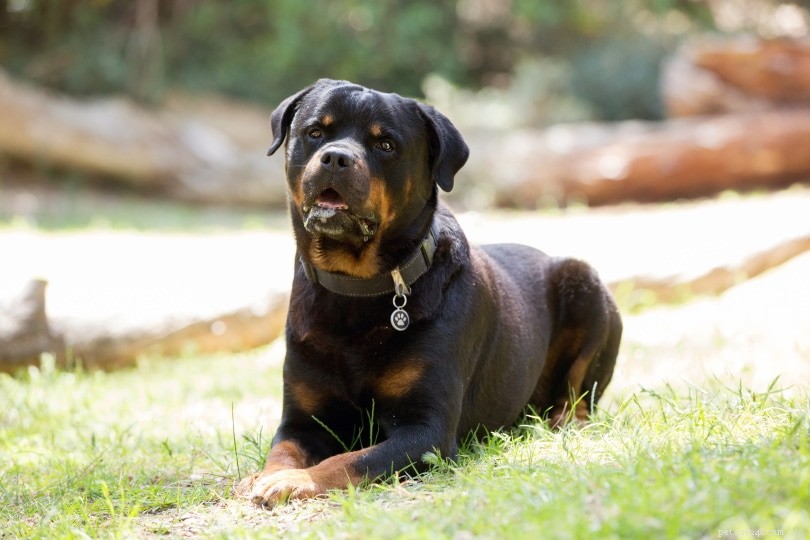 3 tipos de raças de cães Rottweiler:uma visão geral