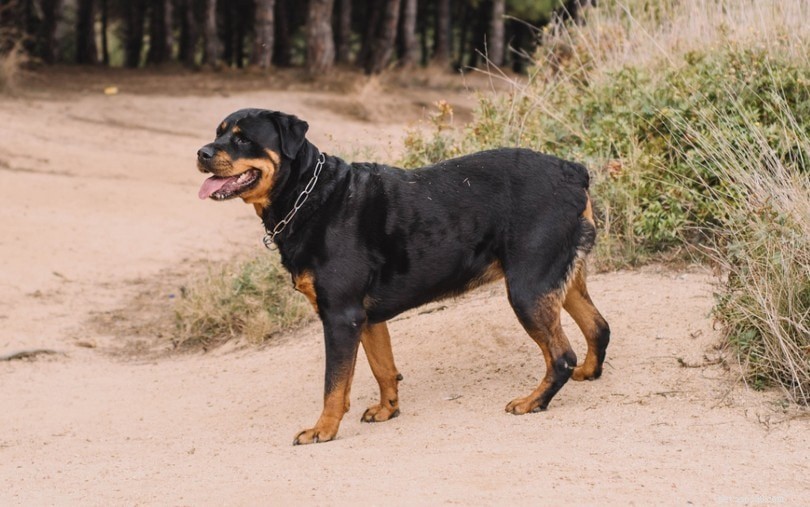 3 tipos de raças de cães Rottweiler:uma visão geral