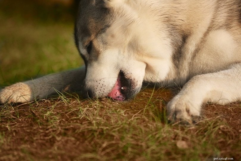 개가 풀을 먹는 10가지 이유(수의사 답변)