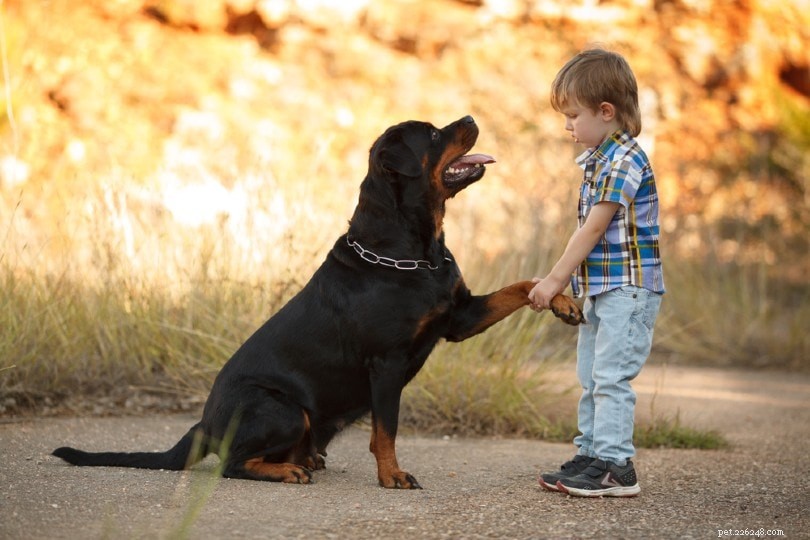 3 types de races de chiens Rottweiler :un aperçu