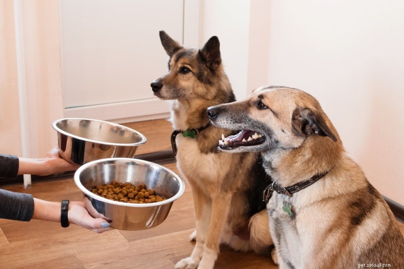 O cão do fazendeiro vs mancha e tango:qual comida fresca para cachorro é melhor? (2022)