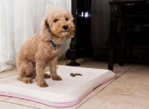 Cão não vai fazer cocô lá fora? Veja o que fazer