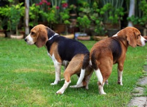 Como soltar os cães após o acasalamento (2 métodos comprovados)