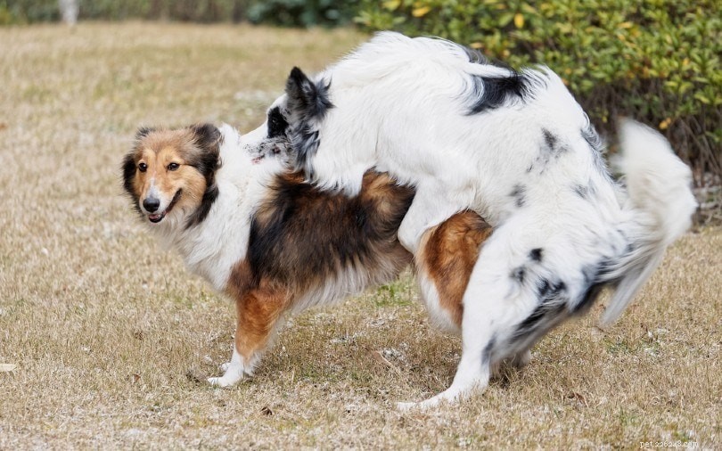 Como soltar os cães após o acasalamento (2 métodos comprovados)
