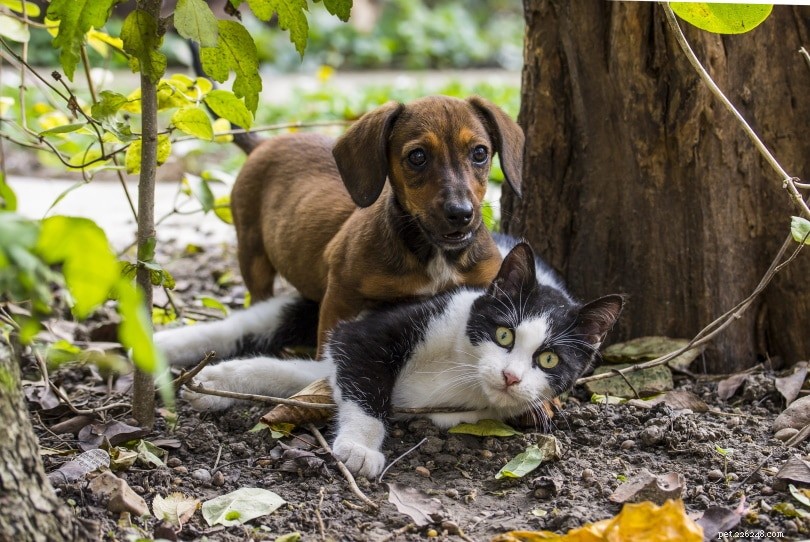 Můžou se kočky pářit se psy? Vše, co potřebujete vědět!