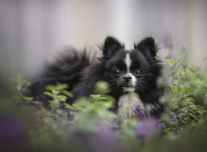 Existe catnip para cães? O que o Catnip faz com os cães?