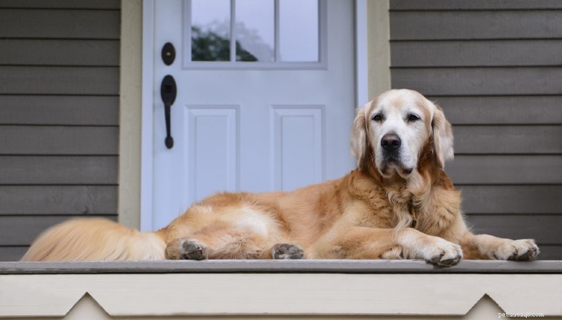 Os Golden Retrievers são bons cães de guarda?