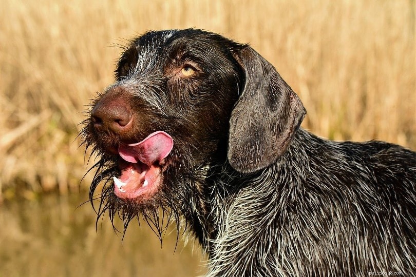 Varför slickar hundar luften? 13 skäl till detta beteende (Veterinärens svar)
