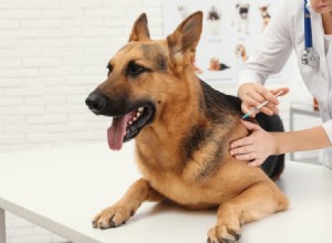 Quanto custam as vacinas de cães e filhotes? (Guia de preços de 2022)