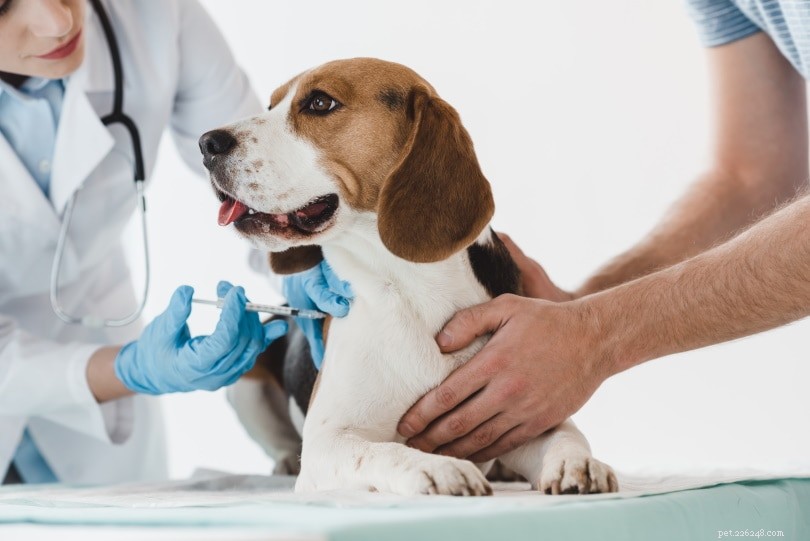 Сколько стоят вакцины для собак и щенков? (Руководство по ценам на 2022 г.)