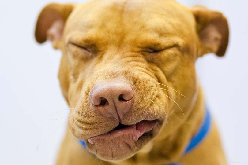 Proč můj pes tolik kýchá? 7 běžných důvodů (odpověď veterináře)