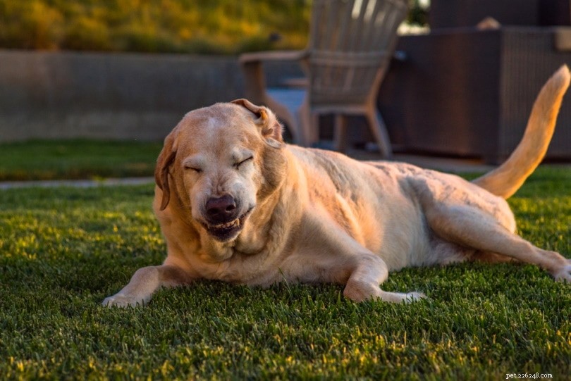 Waarom niest mijn hond zo vaak? 7 veelvoorkomende redenen (antwoord van dierenarts)