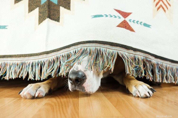 Så lugnar du din hund under fyrverkerier (13 tips som fungerar)