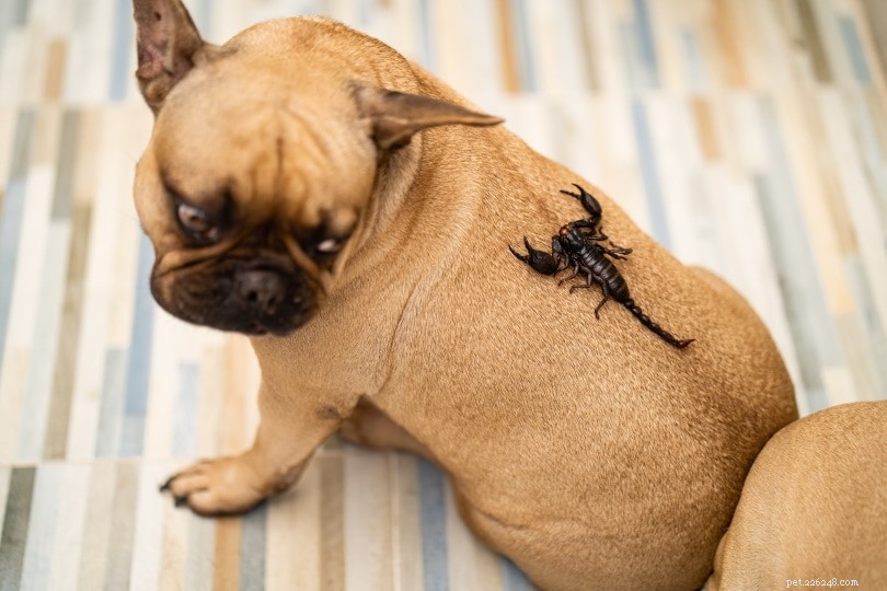 Cosa fare se il tuo cane viene punto da uno scorpione? (Approvato dal veterinario)