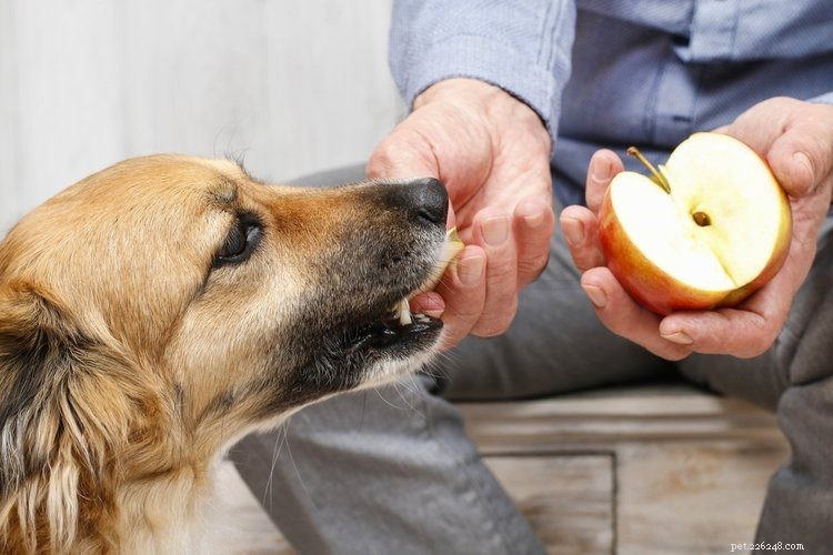 6 geweldige bronnen van vezels voor honden (en hoeveel ze dagelijks nodig hebben)