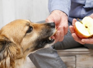 6 ótimas fontes de fibra para cães (e quanto eles precisam diariamente)