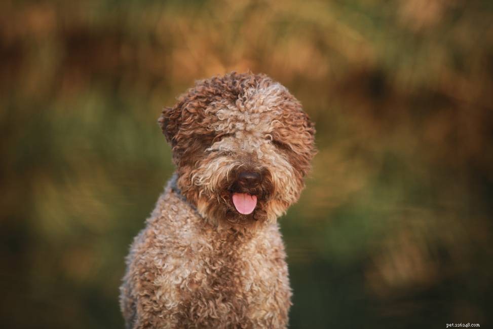 Les 10 meilleures races de chiens pour la chasse aux truffes